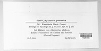 Ramularia filaris image